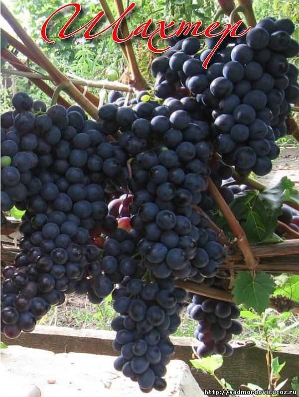 Особенности винограда шахтёр - мыдачники