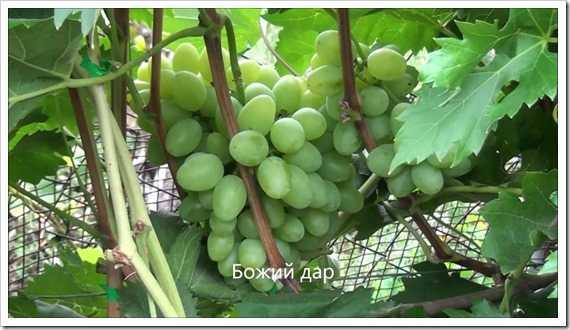 Молдавский сорт винограда шахтер отлично подходит для россии - сорта винограда, столовые | описание, советы, отзывы, фото и видео