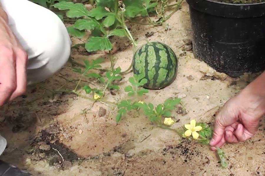 Выращивание арбуза огонек