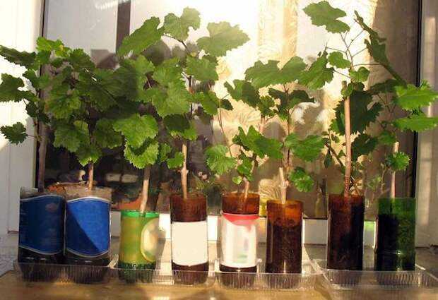 Проращивание черенков винограда в домашних условиях: способы, сроки, видео | vinograd-loza