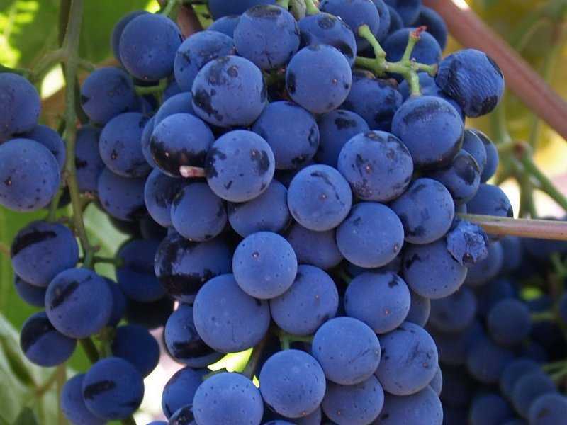 Всё про виноград в подмосковье: неукрывные сорта, выращивание в открытом грунте