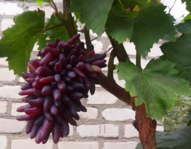 Необычный сорт винограда ведьмины пальцы - сорта винограда, столовые | описание, советы, отзывы, фото и видео