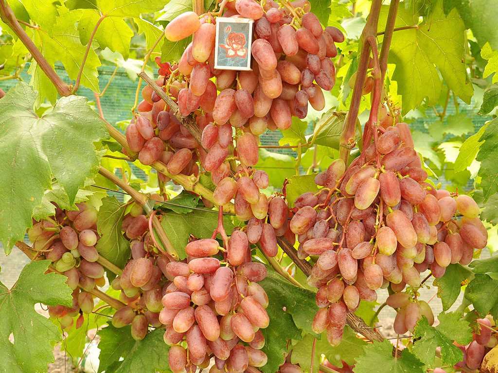 Сорта винограда с фото названием, описанием и отзывами
