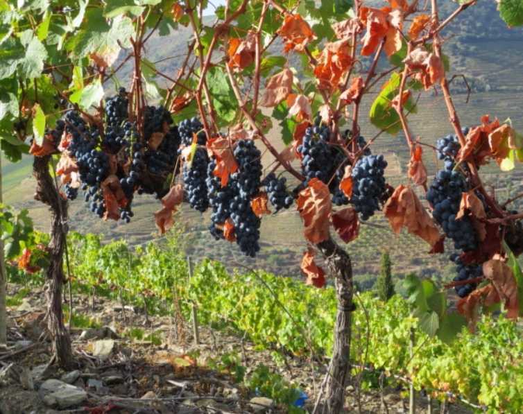 Сорт винограда темпранильо: фото, отзывы, описание, характеристики.