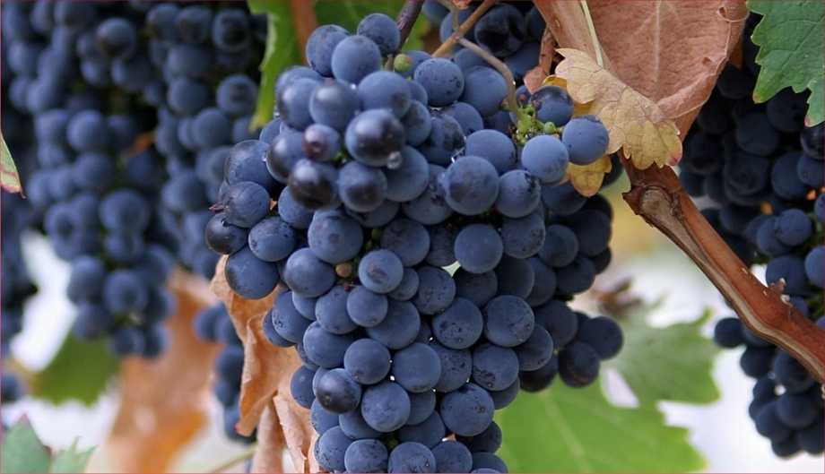 Каберне совиньон вино: обзор красного, сухого и других видов вина