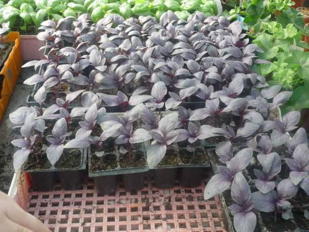 Выращивание базилика из семян. методы получения качественного урожая