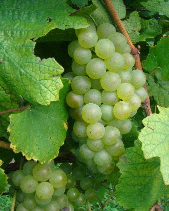 Сорт винограда ркацители: описание, требования к обрезке и сбору урожая