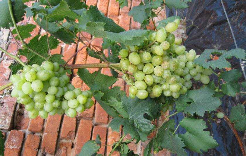 Виноград галахад: описание сорта, правила посадки и ухода, болезни