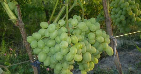 Галахад – скороспелый отечественный виноград