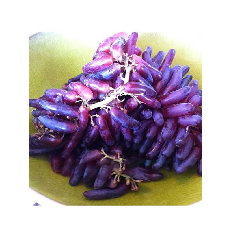 Виноград ведьмины пальцы: выращиваем экзотический гибрид