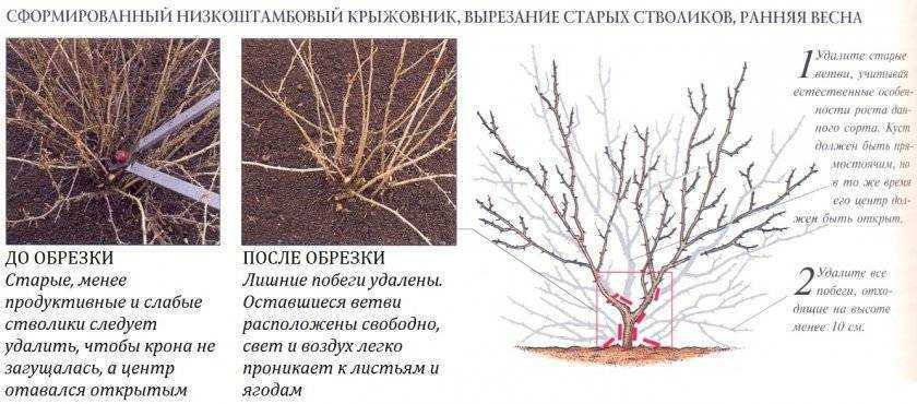 Как правильно пересадить плодовый кустарник на новое место? фото — ботаничка.ru
