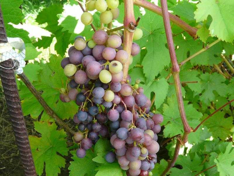 Виноград краса севера: описание, особенности посадки и выращивания