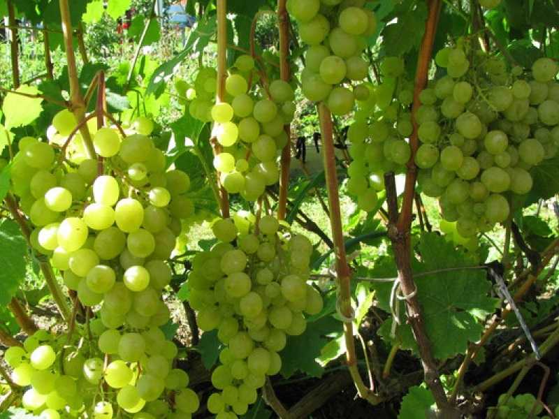 ᐉ сорт винограда краса севера - roza-zanoza.ru