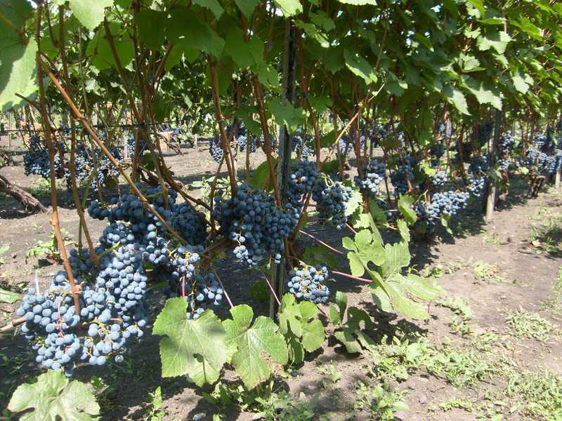 Амурский виноград, посадка и уход. как выращивать амурский виноград. особенности выращивания амурского винограда.