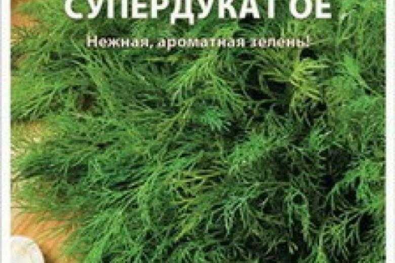 Укроп - салатные овощные культуры - овощеводство - растениеводство - собственник