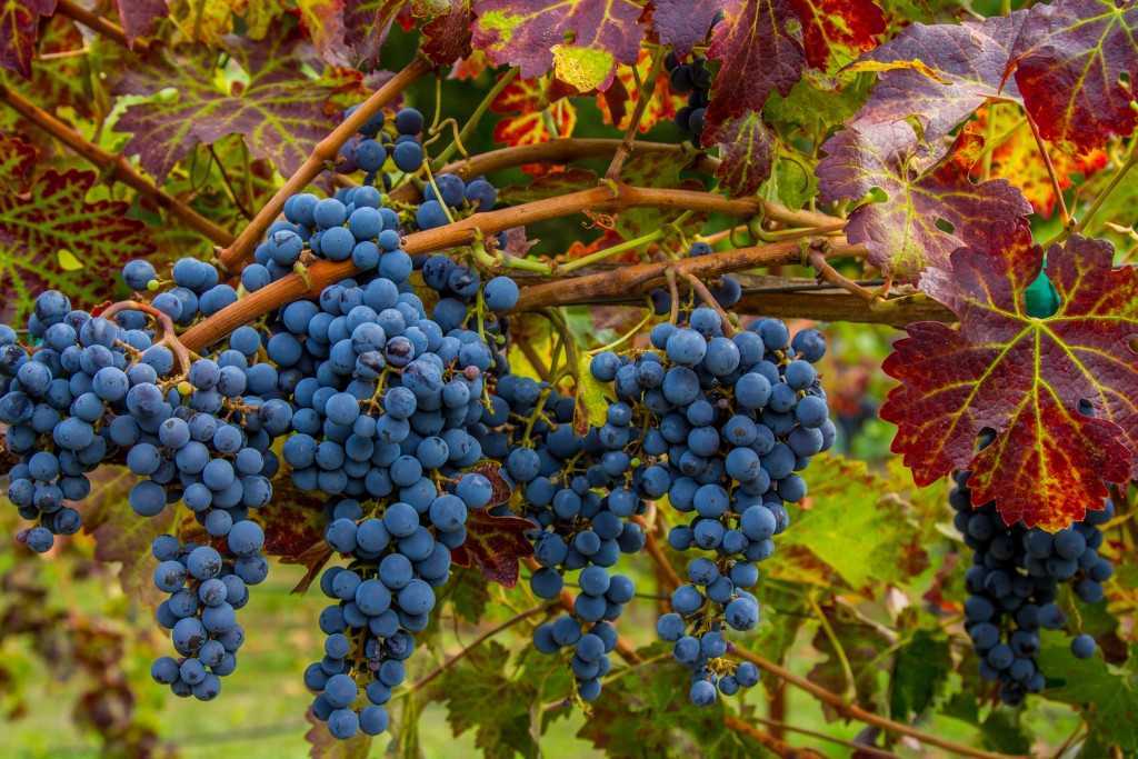 Каберне сорт винограда: описание и характеристика сорта