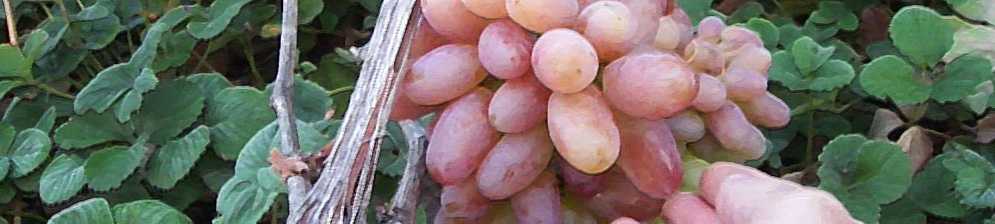 Описание сорта винограда юбилей новочеркасска
