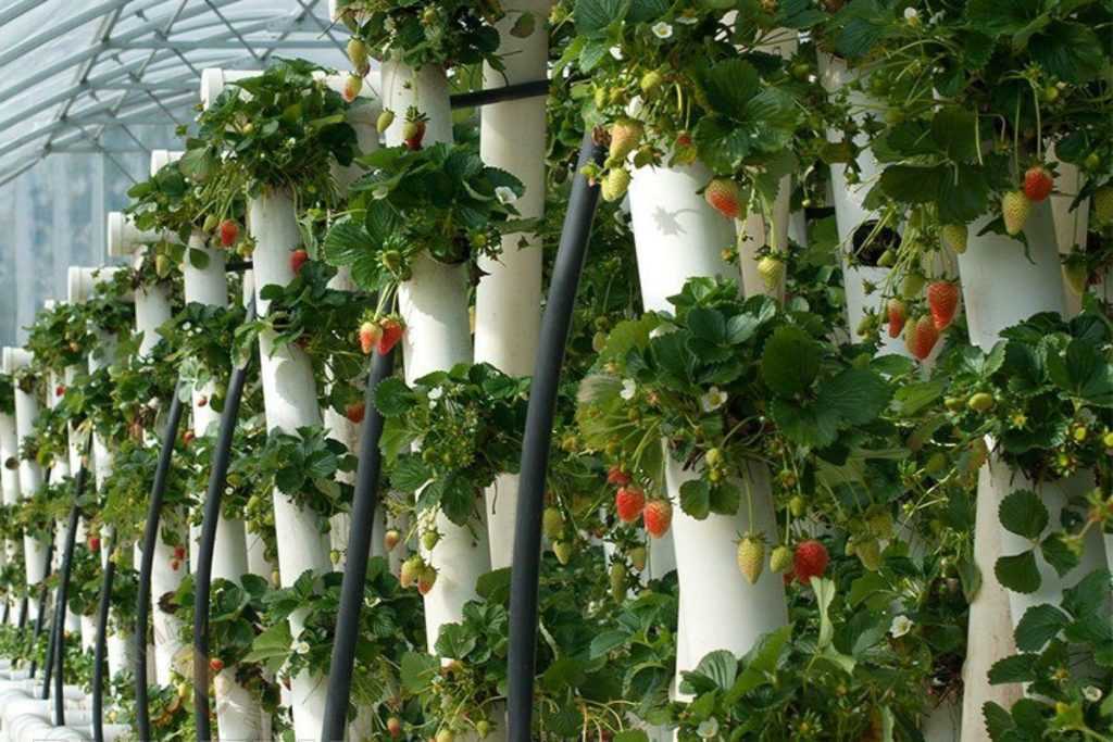 Выращивание клубники в вертикальных грядках, применение тукар