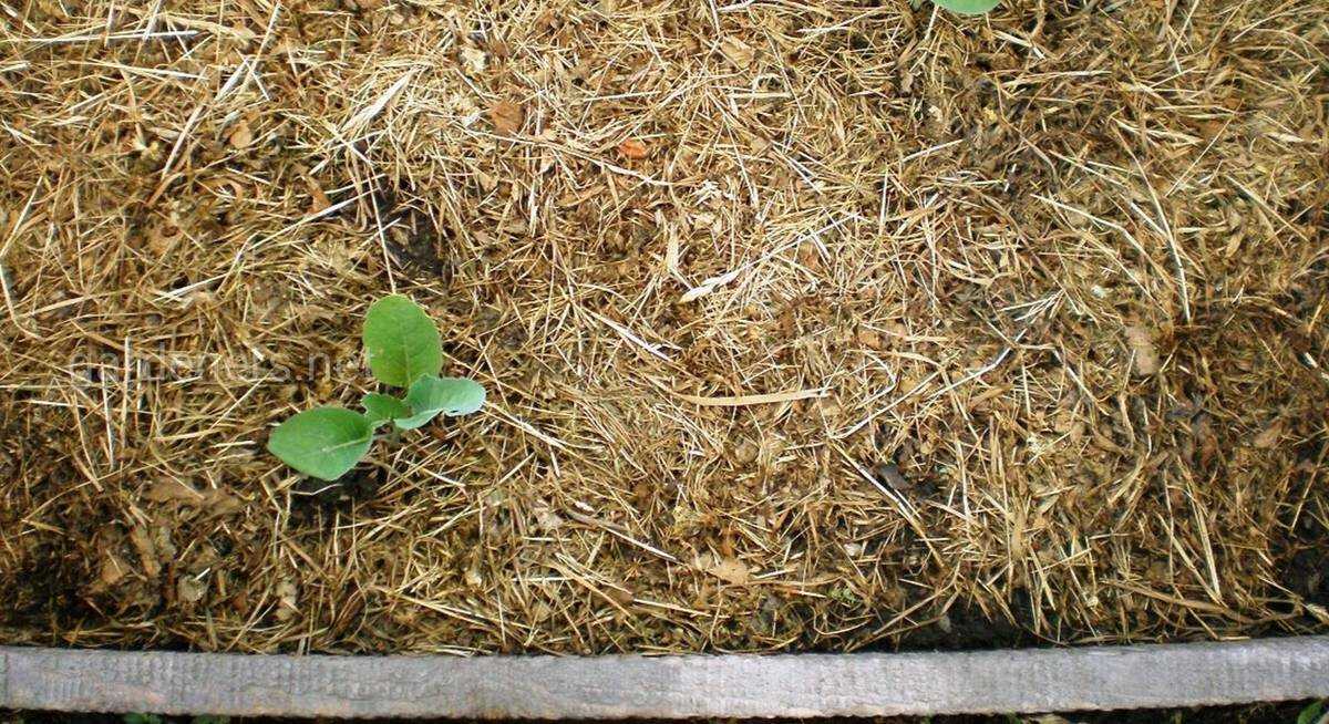 Для чего посыпают грядки опилками: можно ли мульчировать свежими почву и добавлять их между рядами?