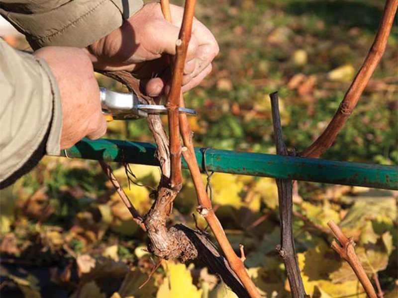 Как обрезать старый виноград осенью, видео для начинающих