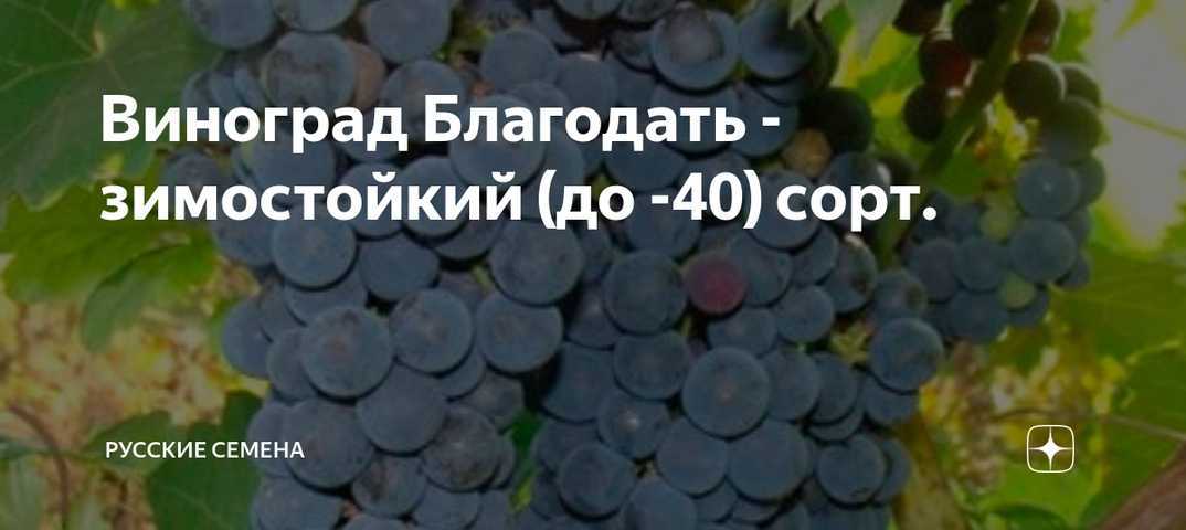 Неукрывной виноград и укрывной: описание, сорта