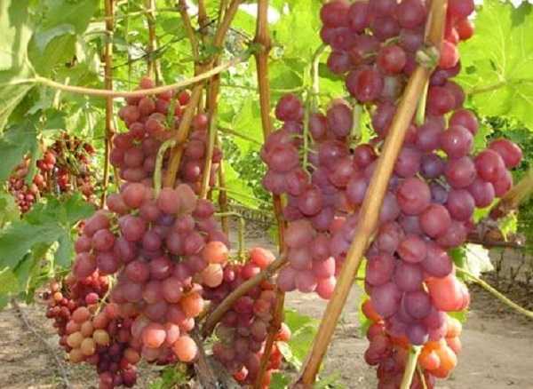 Виноград Ливия: описание сорта, фото, отзывы виноградарей. Достоинства и недостатки сорта, особенности посадки и ухода за культурой.