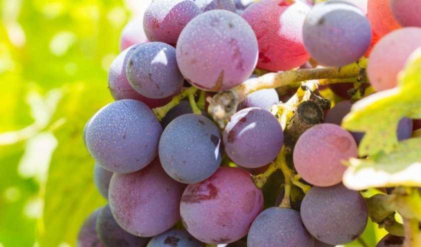 Полнокровный виноград для напитков и десертов — сорт розовый